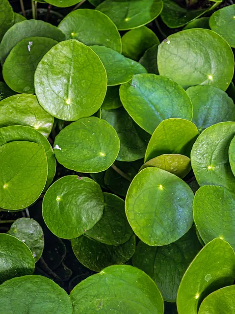 Pillea Cuidados de pilea china: luz, riego y problemas | DiarioNoticias.pe