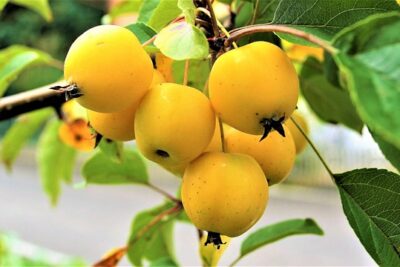 Qué significa soñar con manzanas amarillas