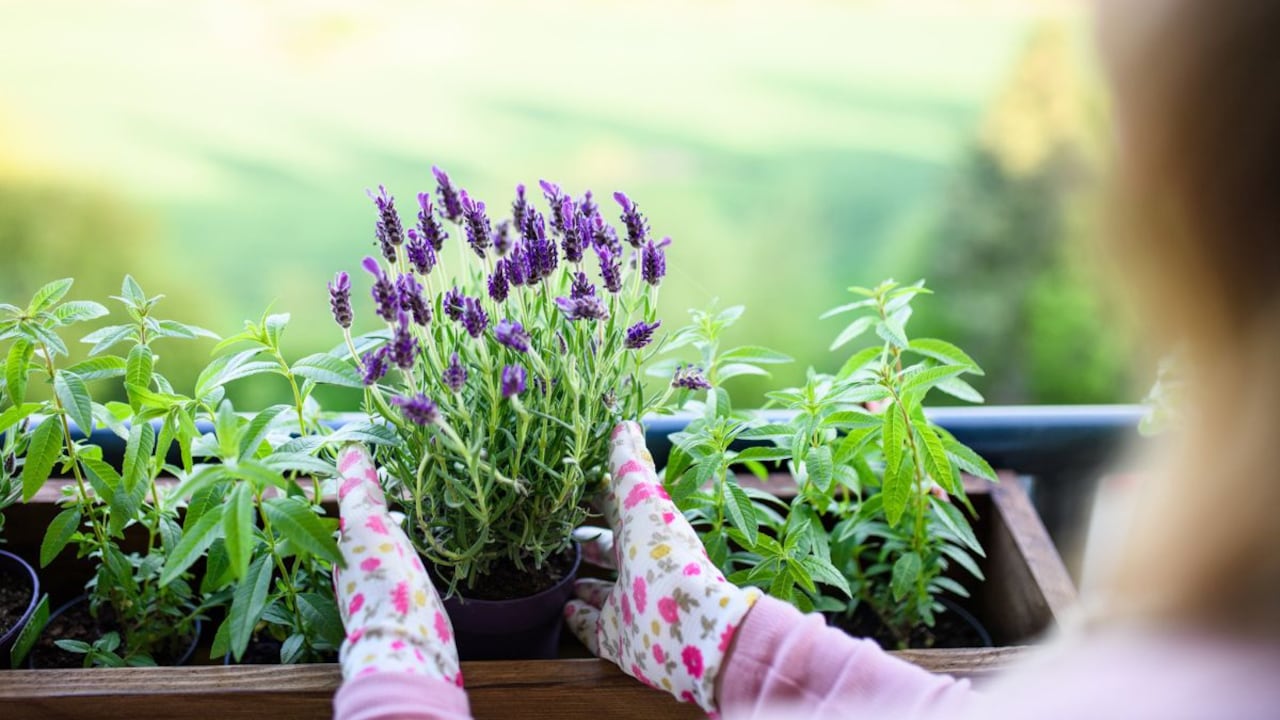 Cómo mantener la lavanda fresca y evitar que se seque fácilmente