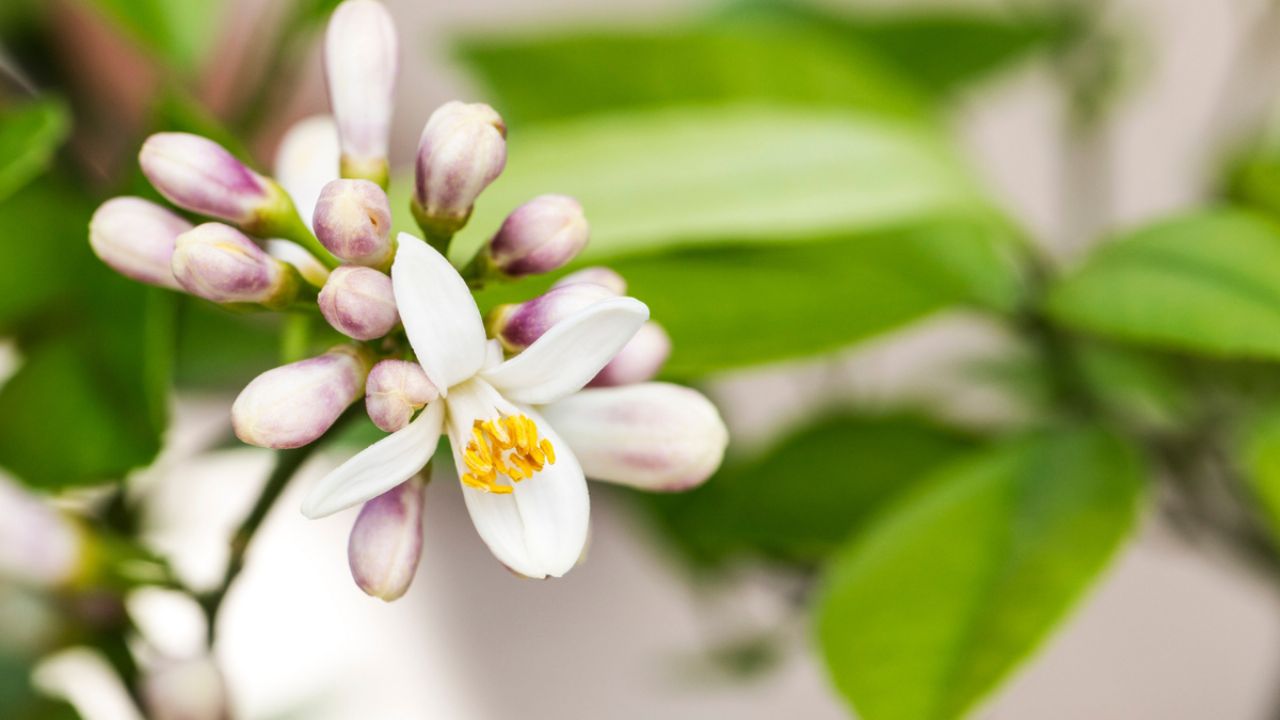 Cómo salvar tu limonero y hacerlo florecer: el ingrediente clave
