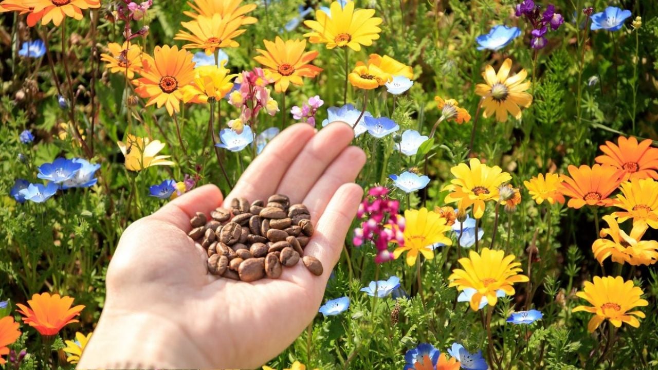 Cucharadas de café para plantas: ¿Cuánto usar y por qué?