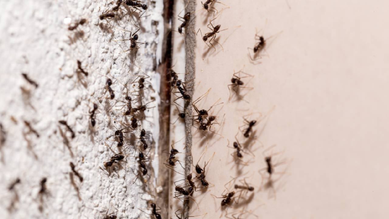 El Secreto para Deshacerte de las Hormigas en tu Cocina con Este Poderoso Remedio Casero