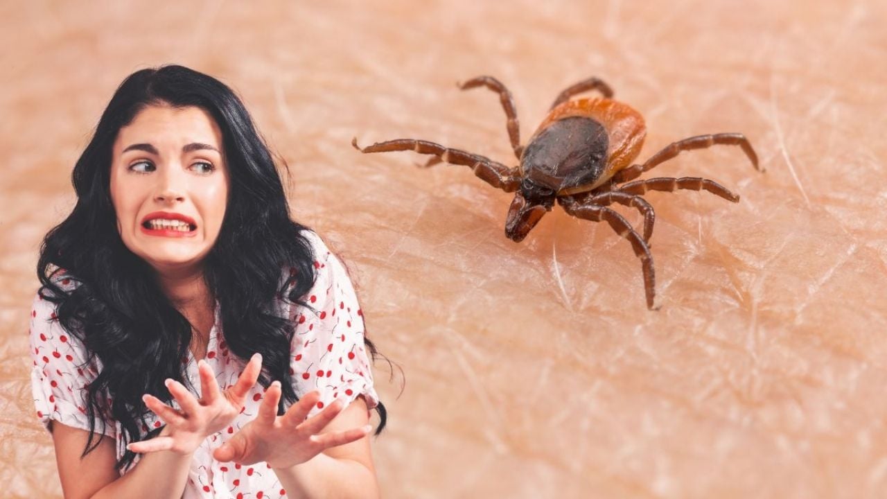 Eliminar Garrapatas: 3 Ingredientes de Cocina Efectivos