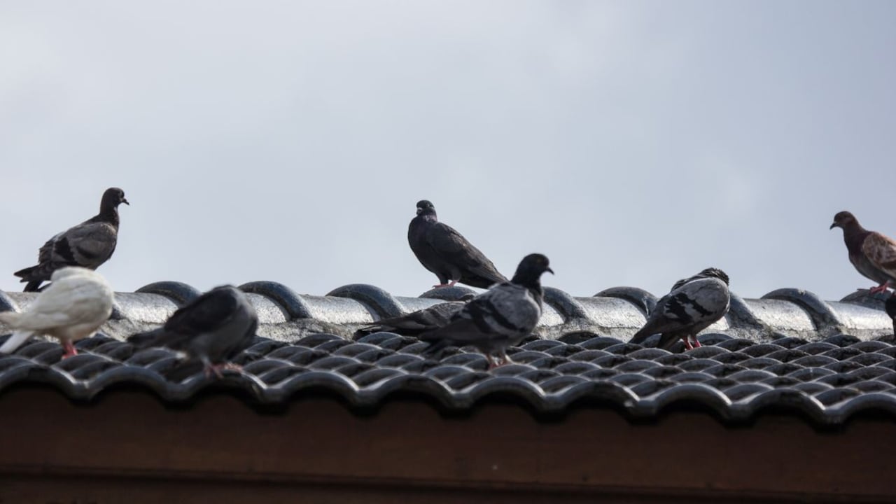 Este Ingrediente Casero Aleja a las Palomas de tu Hogar: Solución Efectiva y Natural