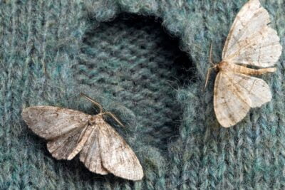 ¿Qué planta aromática ahuyenta polillas en casa de forma efectiva?