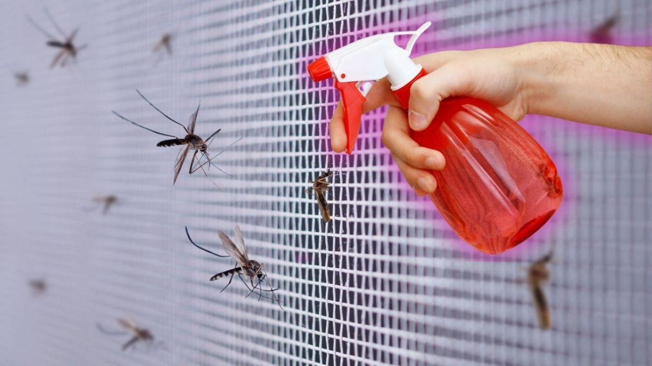 Insecticida casero para moscas: 4 ingredientes efectivos