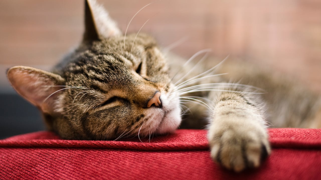 Aire acondicionado y gatos: ¿Cómo impacta su salud?