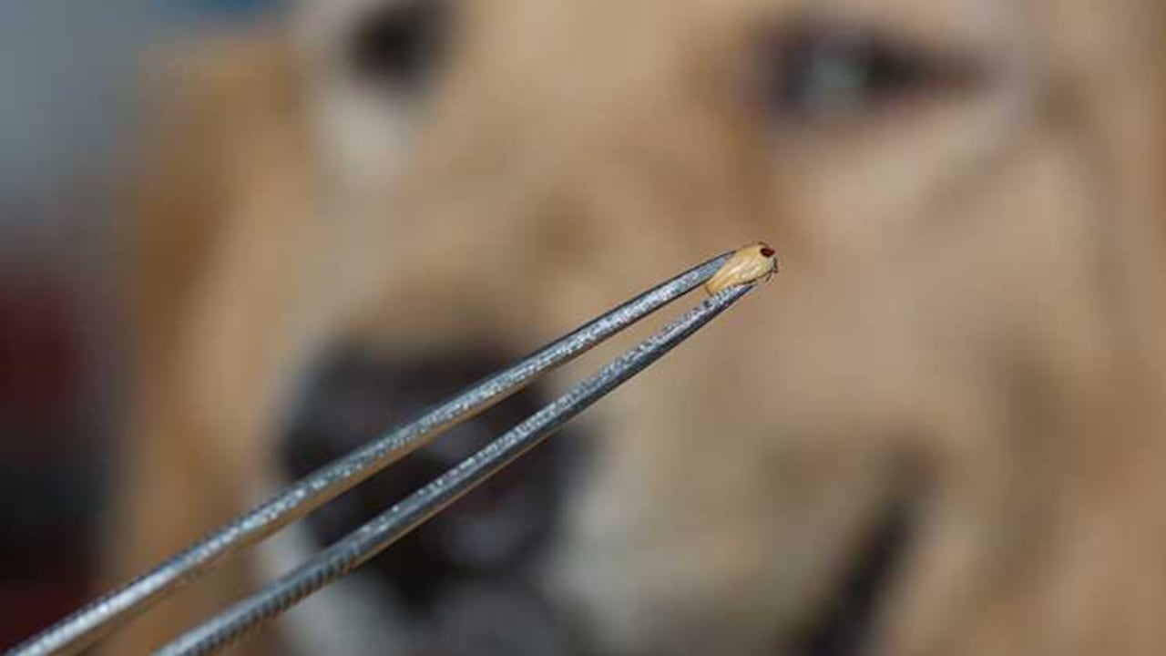 Mezcla Casera Efectiva para Combatir Garrapatas
