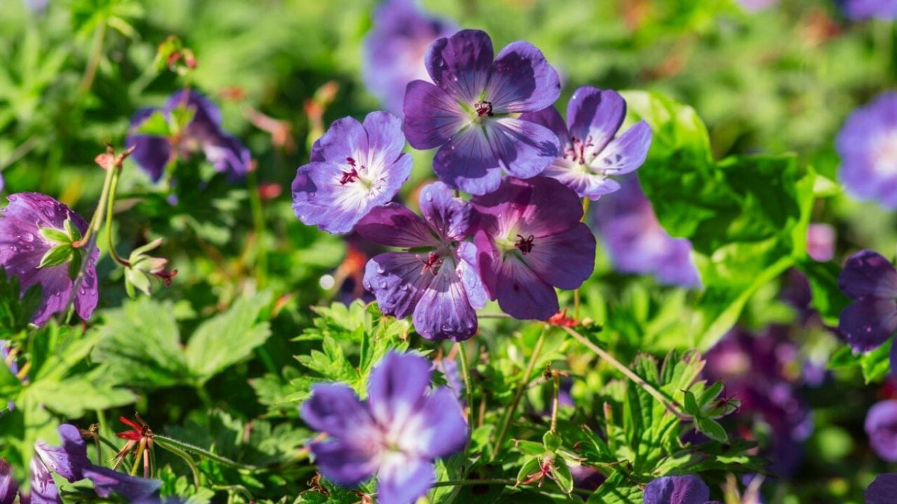 Planta que florece todo el año: embellece tu jardín siempre