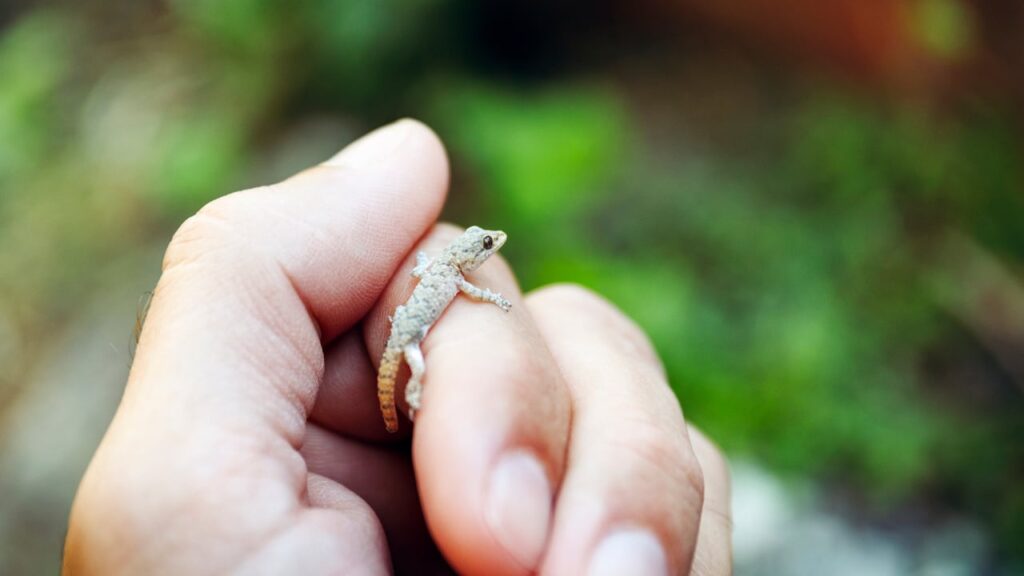 Lagartija: ¿Qué le puede hacer a un humano? Mitos y realidades explicados
