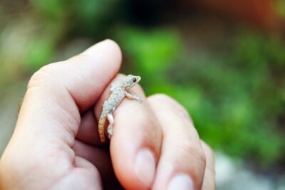 Lagartija: ¿Qué le puede hacer a un humano? Mitos y realidades explicados