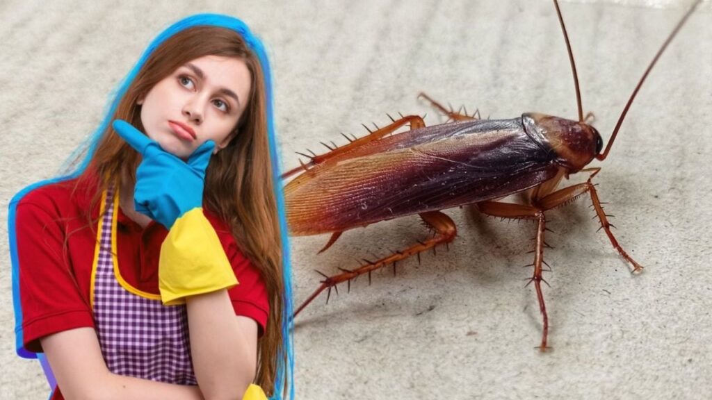 Cucarachas en casa: ¿Cómo eliminar con un solo ingrediente eficazmente?
