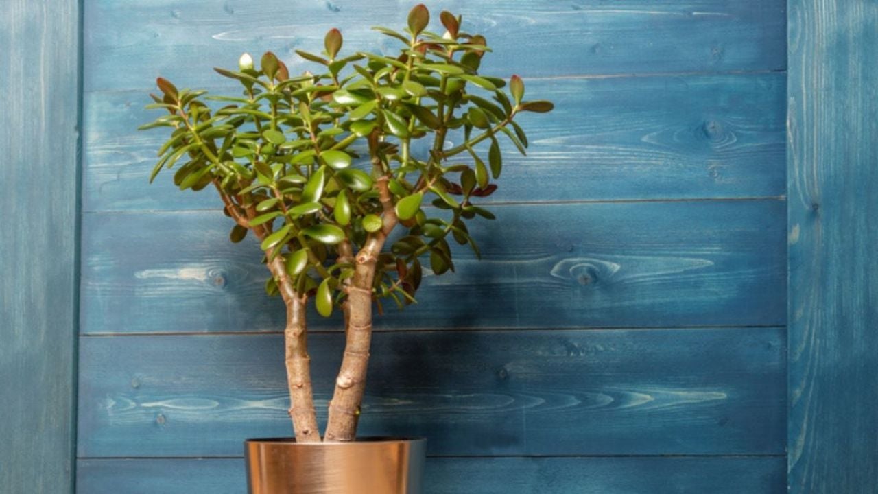 Árbol de Jade: ¿Qué fruta secreta ayuda a su florecimiento?