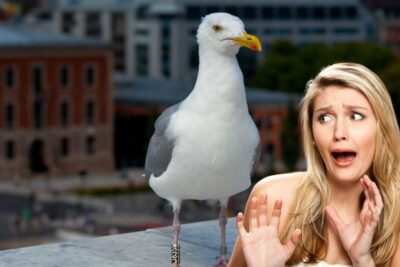 Cómo utilizar papel aluminio para ahuyentar a los pájaros de tu terraza