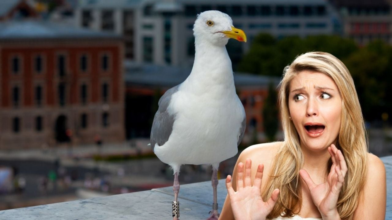 Cómo utilizar papel aluminio para ahuyentar a los pájaros de tu terraza