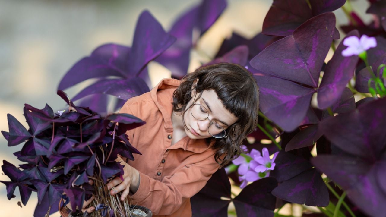 ¿Cómo mantener un trébol morado saludable y hermoso en tu jardín?