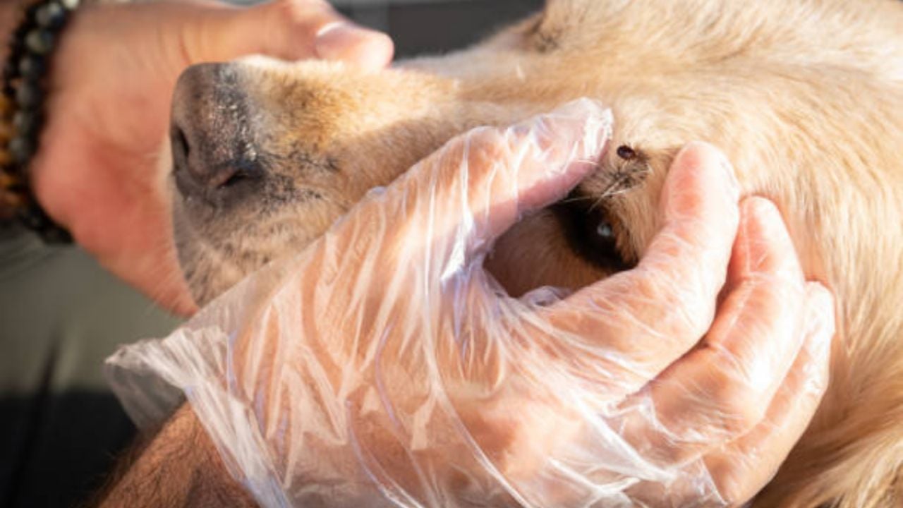 Garrapatas en perros: ¿Cuál es el mejor método para quitarlas eficazmente?