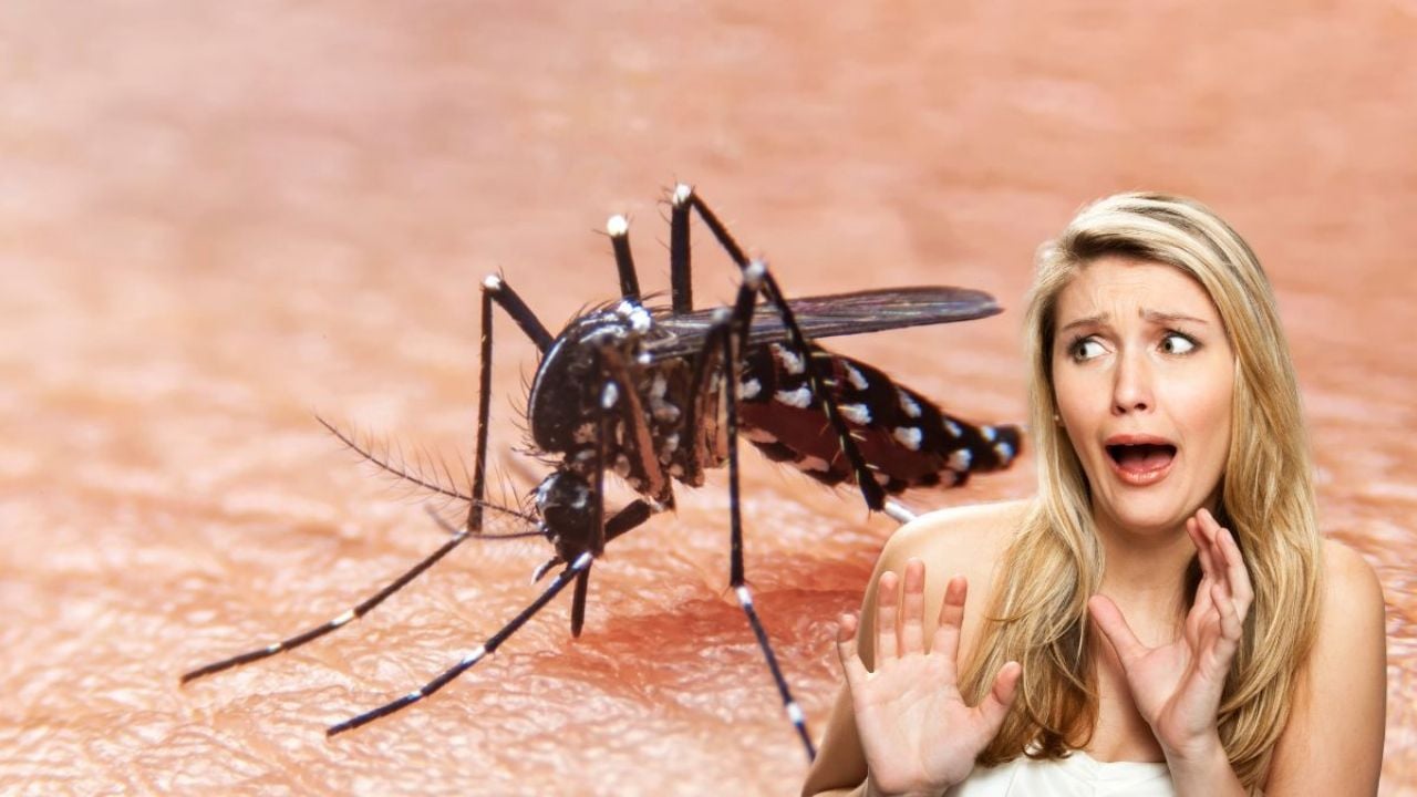 ¿Cómo eliminar mosquitos durante épocas de lluvia con solo 2 ingredientes?
