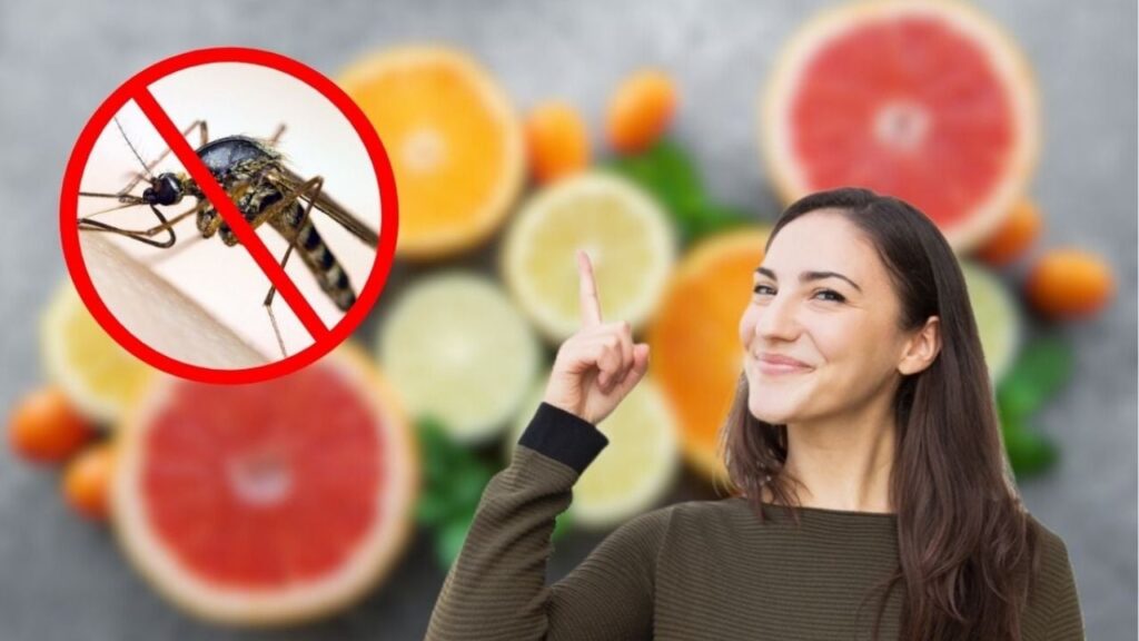 Insecticida casero con cítricos: ¿Cuál es el secreto para hacerlo efectivo?