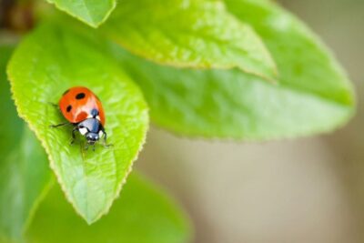 Atraer mariquitas a tu huerto: ¿Cómo hacerlo? 3 trucos sencillos