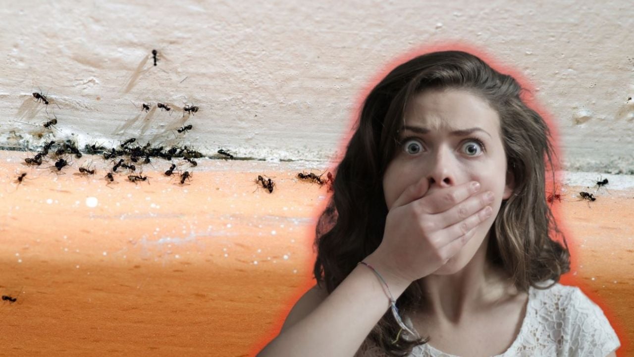 Hormigas en casa: ¿Qué simbolismo profundo tienen y cómo interpretarlo?