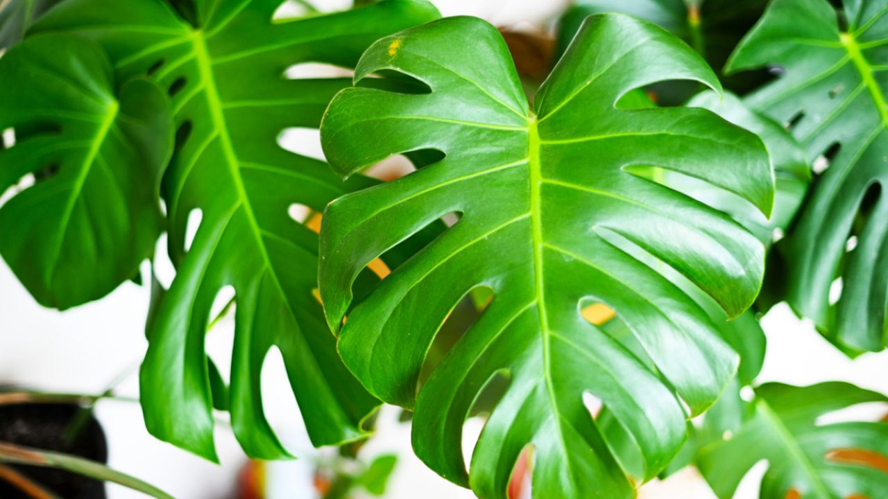 Planta perfecta para decorar tu casa sin cuidados: Cuál elegir
