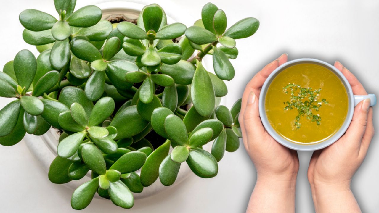 Caldo de verduras: Cómo usarlo para florecer tu Árbol de Jade