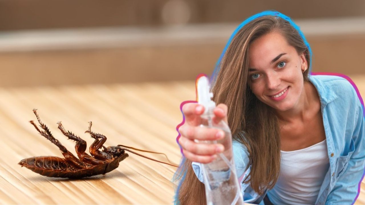 Insecticida casero: ¿Cómo hacer un insecticida seguro para eliminar cucarachas?
