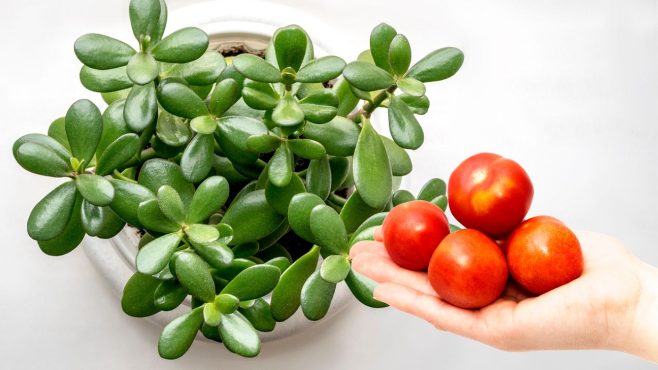 Cómo utilizar el tomate para que tu Árbol de Jade florezca correctamente