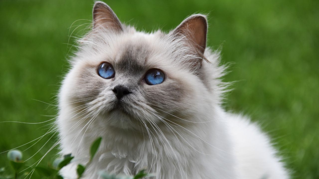Nombres de gatos: Estos son los 5 más lindos según IA