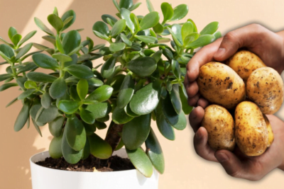 ¿Cómo revivir un Árbol de Jade usando papa según expertos?