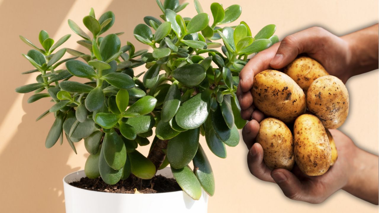 ¿Cómo revivir un Árbol de Jade usando papa según expertos?