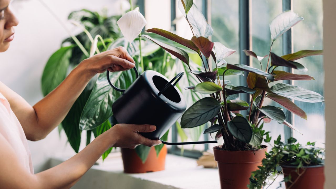 Plantas de interior: ¿Cuáles son las 5 que atraerán fortuna en 2024?