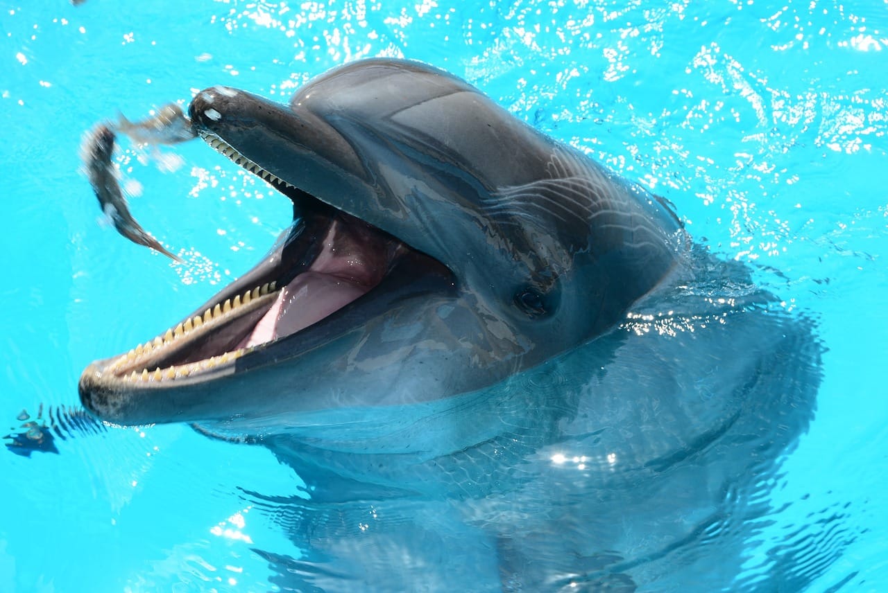 Características de los delfines